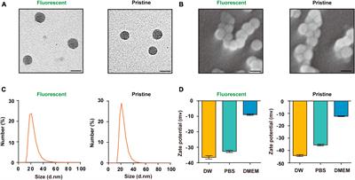 Ototoxicity of polystyrene nanoplastics in mice, HEI-OC1 cells and zebrafish